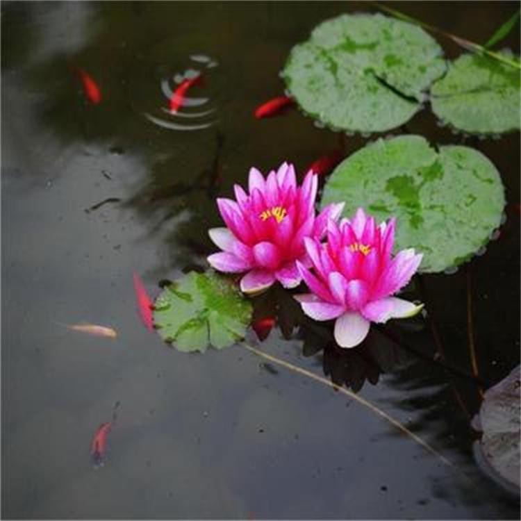 精品睡莲苗水生湿地睡莲颜色齐全 睡莲