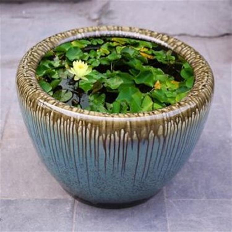 睡莲种根 迷你睡莲 水生植物睡莲 工程园林绿化睡莲苗