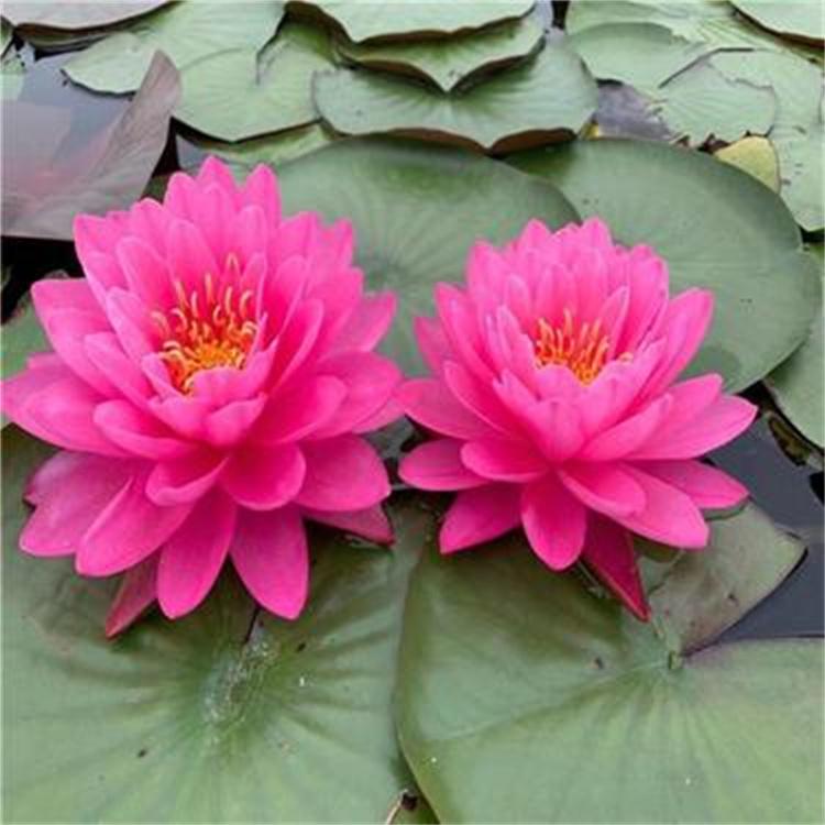 水生植物睡莲 精品睡莲苗 量大优惠