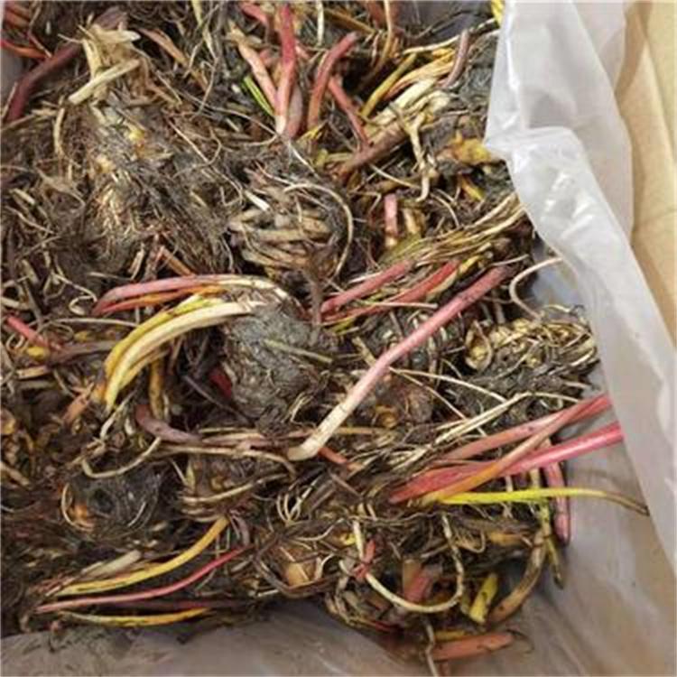 大量供应优质睡莲 耐寒睡莲基地 真正耐寒睡莲成活率高