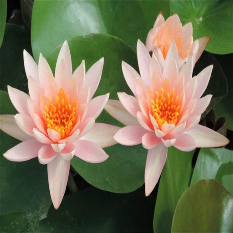 睡莲种苗 盆栽睡莲 池塘片植 浮叶水生植物 水体景观绿化