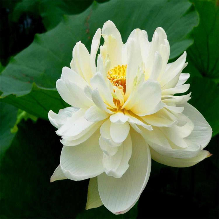 荷花苗 水生植物种植基地 优质荷花 艺荷园林绿化