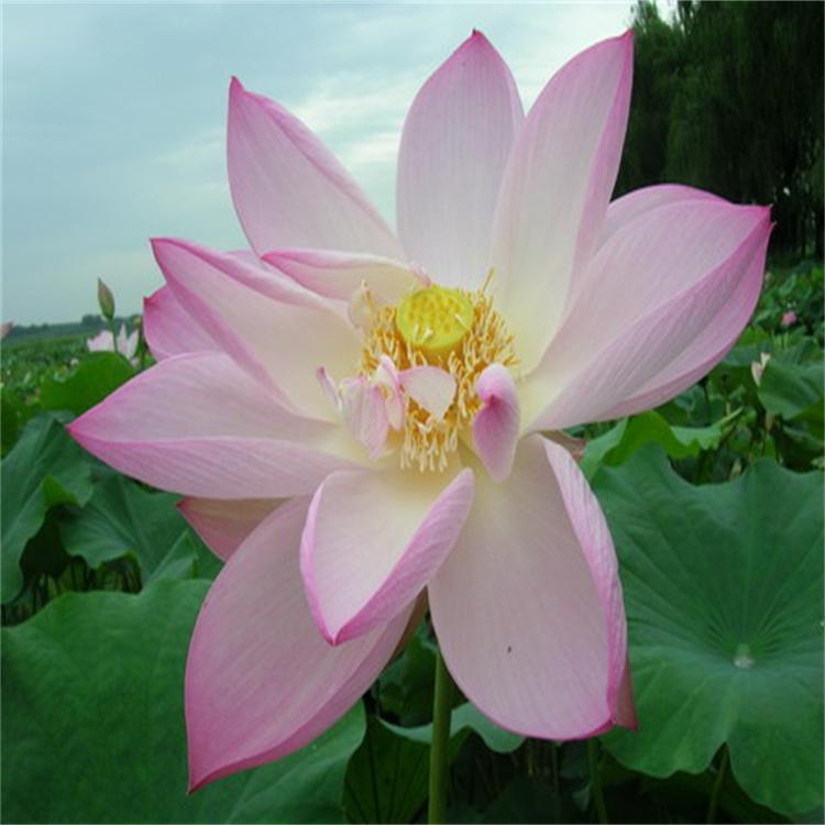 荷花苗 荷花种苗 适合湿地河道公园池塘种植 艺荷