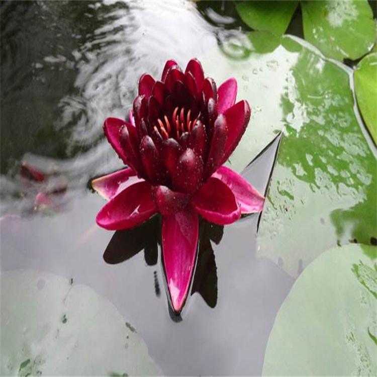 睡莲根块茎带花苞 水培植物四季种籽 优质花卉睡莲