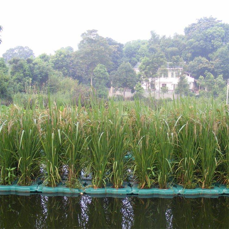 人工浮岛 漂浮生态浮床河道绿化水生植物种植养护 易活