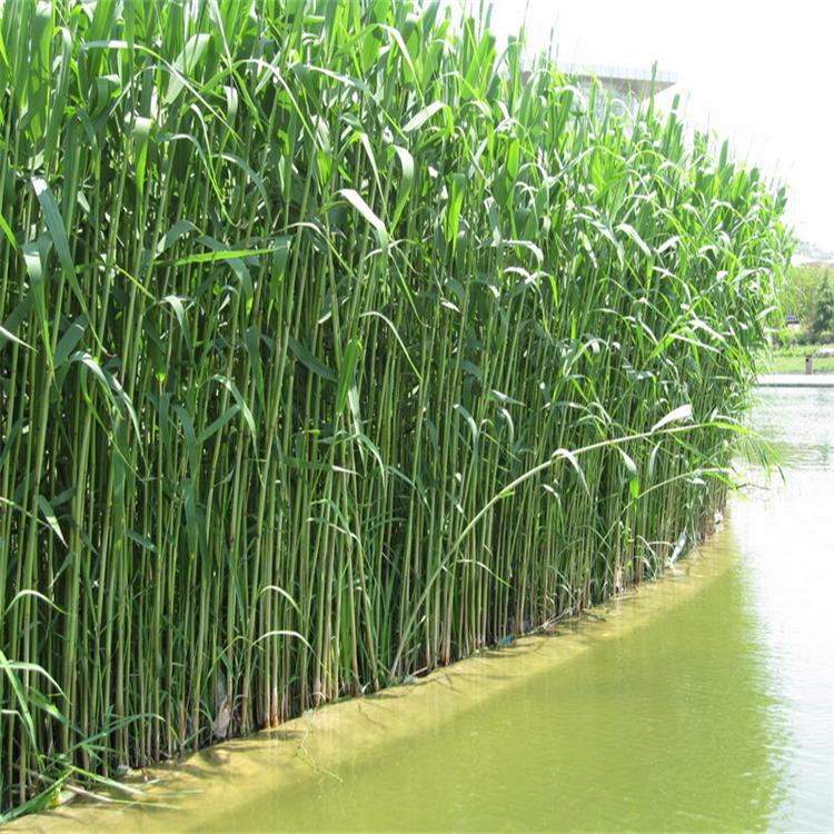 芦苇 花叶芦 苇 根茎发达 圆锥花序 水生植物 净化污水