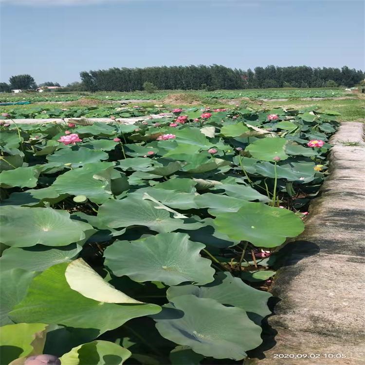 荷花苗 白洋淀种苗 基地直供荷花 河道公园 湿地绿化