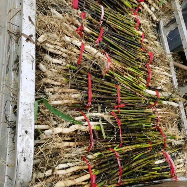 芦苇红絮芦苇 矮蒲苇 根状茎十分发达芦苇苗 公园河道 水体绿化