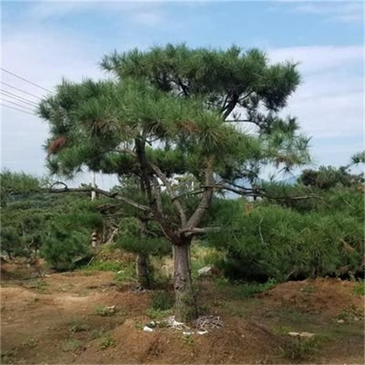 绿化园林 油松小苗价格 油松树苗产地批发价钱便宜