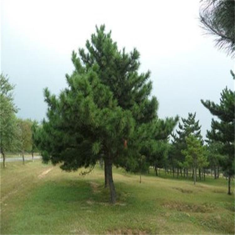 基地发货油松苗木 油松出售价格 油松树苗批量销售