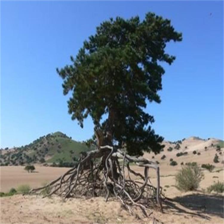 油松苗 造型油松价格表 造型油松 油松苗出售