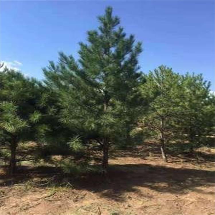 园林基地批发造林苗油松 规格齐全 油松小苗批发