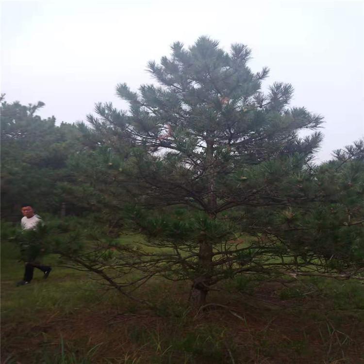 造型松 造型松精选厂家