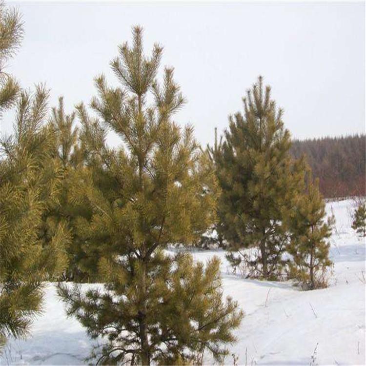 樟子松 樟子松基地供应