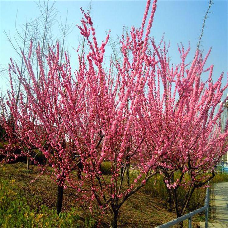 榆叶梅 榆叶梅专业种植基地