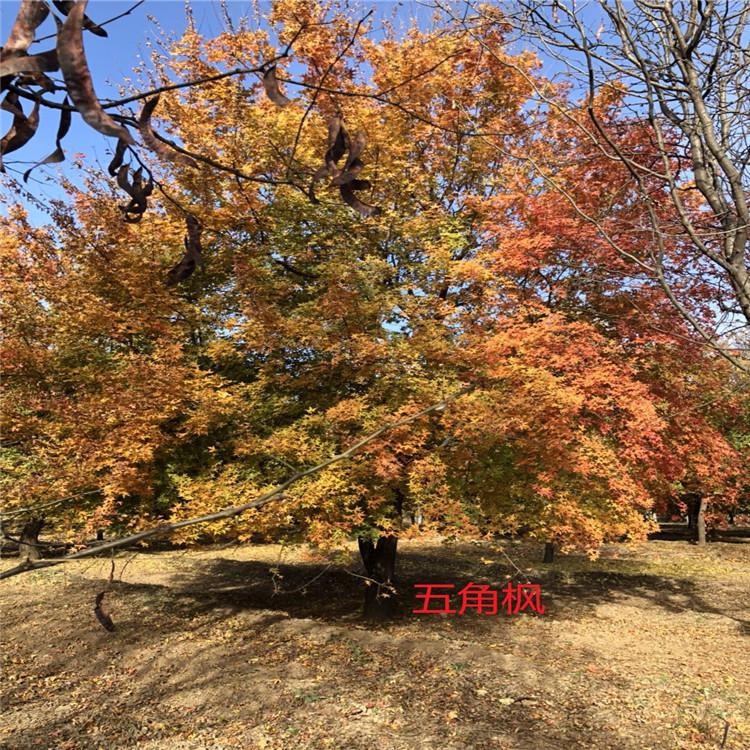 五角枫 优质五角枫 五角槭