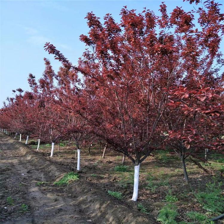 太阳李 红叶李 太阳李基地批发
