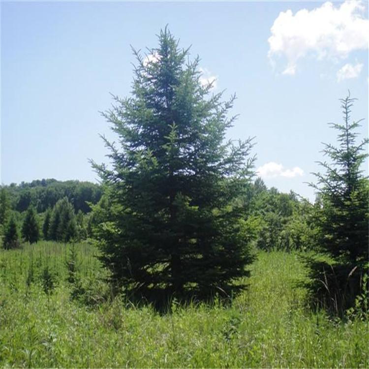 云杉 云杉价格 云杉树苗 屹然苗木