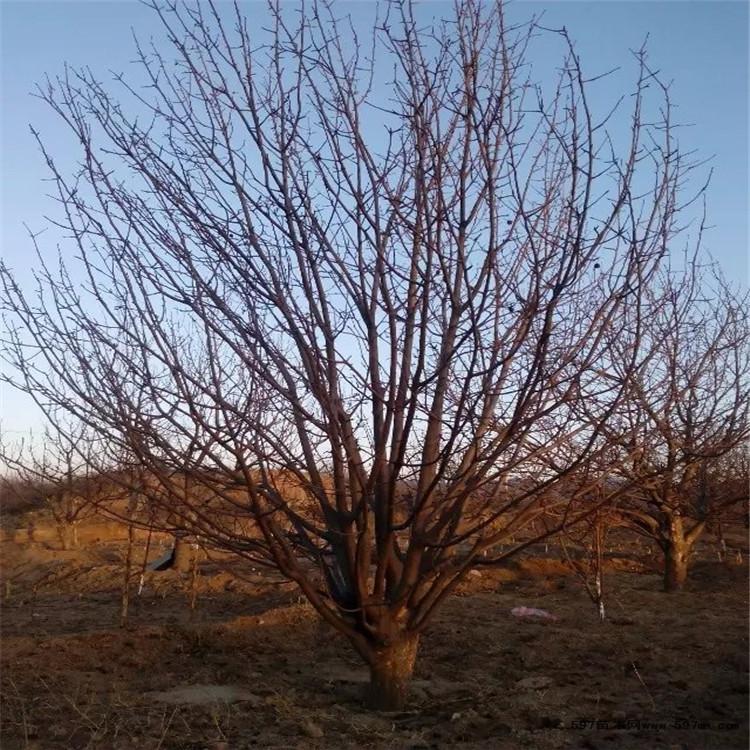 张家口海棠苗生产厂家