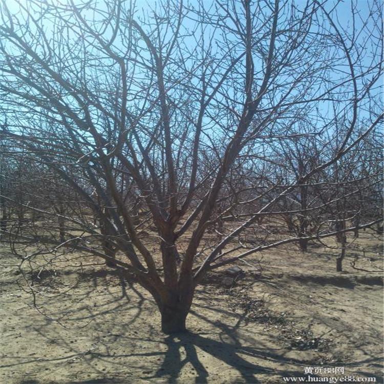 张家口八棱海棠树基地厂家品质推荐