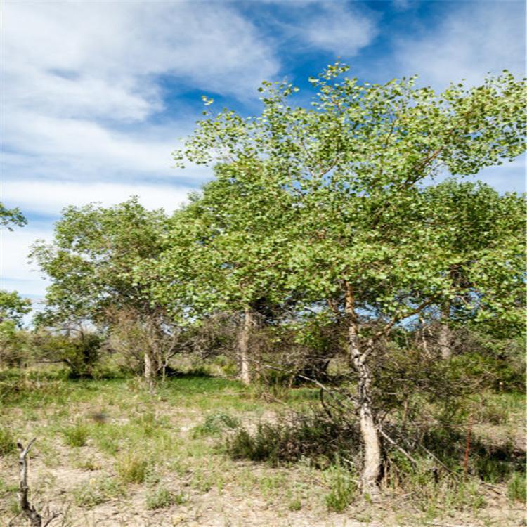 张家口八棱海棠树基地厂家大量批发优惠 