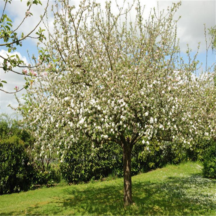 张家口厂家直销八棱海棠树基地品类齐全