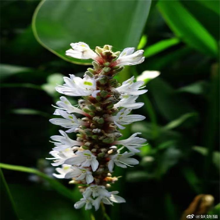 多芽千屈菜 千屈菜种植 艺顺园