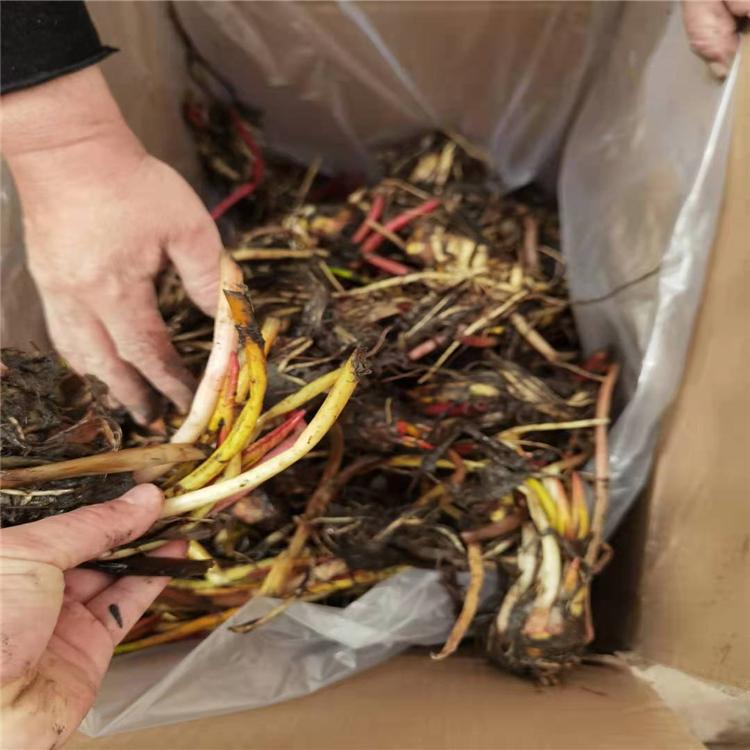 睡莲苗种 承接睡莲种植 艺顺园