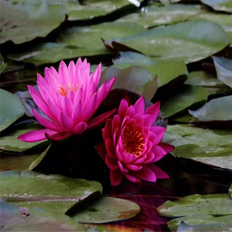 耐寒睡莲苗价格 池塘水池大睡莲苗 艺顺园