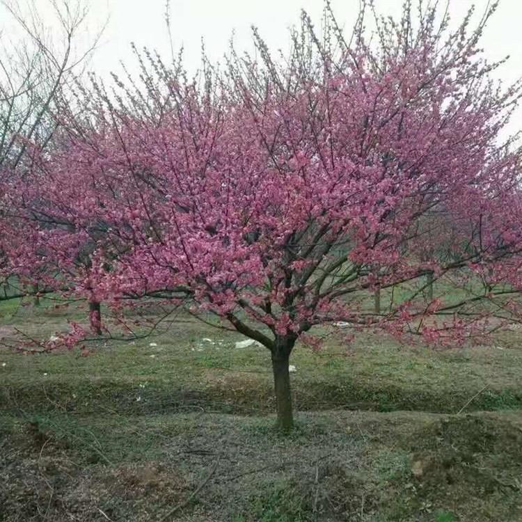 梅花种植基地 抗寒梅花树树形优美 梅花苗木专用苗林