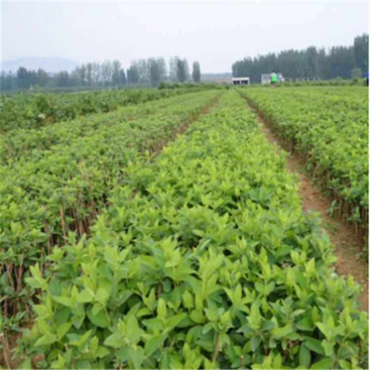 产地直销供应金银木金银花 苗圃大量出售现挖现卖金银木