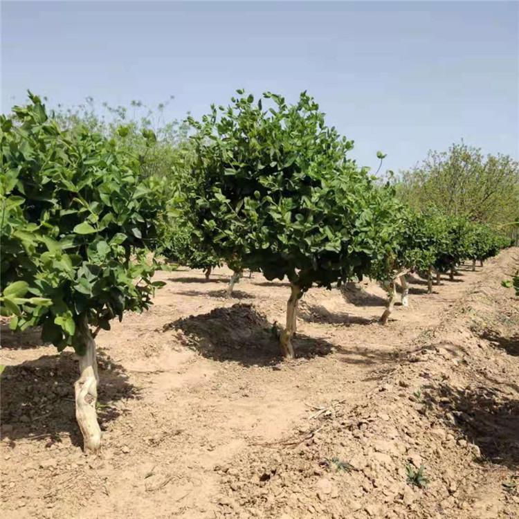 金银花价格 金银花产地