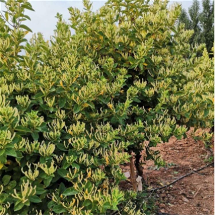 金银花盆栽 金银花幼苗