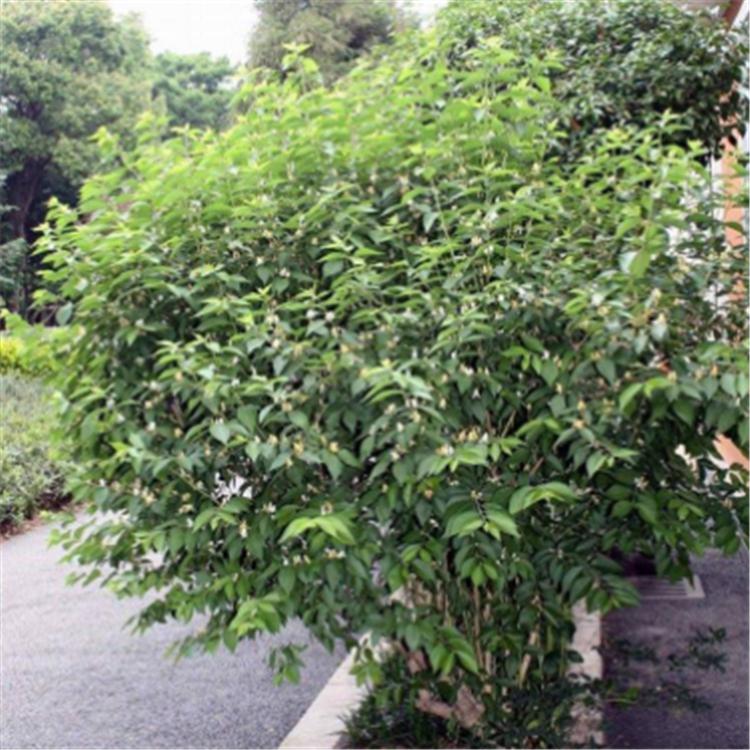 爬藤植物基地出售 金银花幼苗 白色黄色金银花批发 品种全