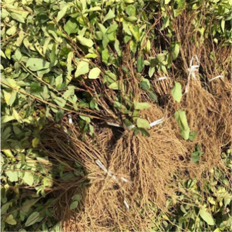 爬藤金银花苗 阳台庭院爬墙攀援树桩金银花 树苗植物