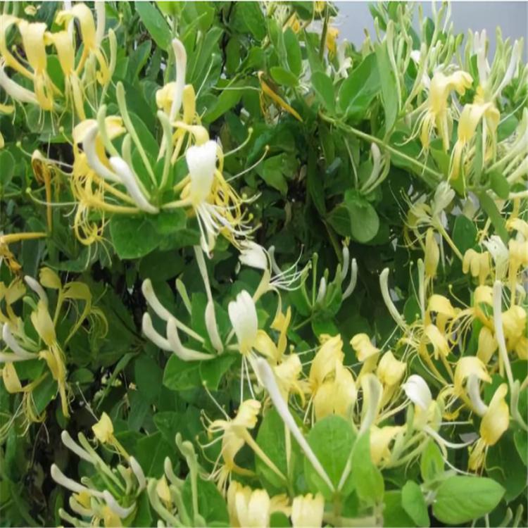 高产药用金银花 高品质金银花 巨鹿金银花苗木