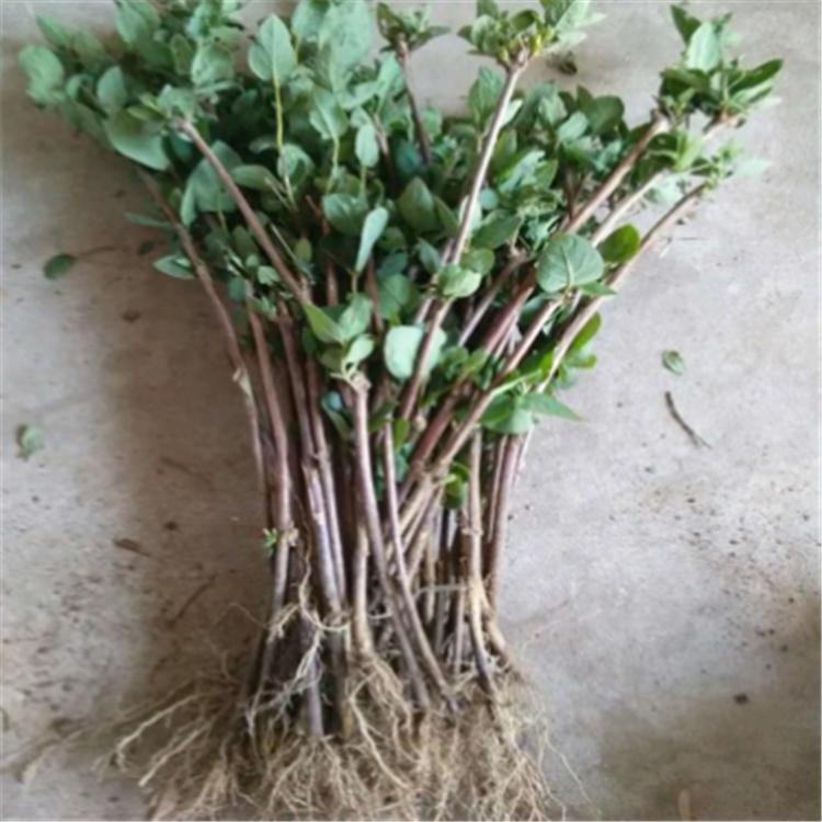 四季药材金银花 去火养生金银花 两年苗金银花苗