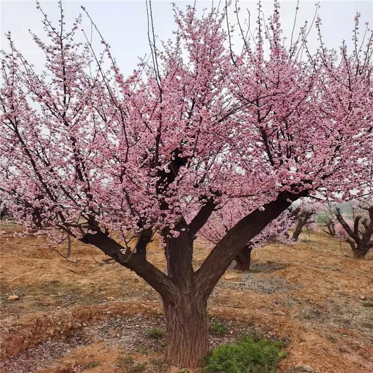梅花种植基地 抗寒梅花树树形优美 梅花苗木专用苗林