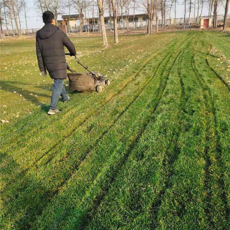 银玲 山西草坪 栾城草坪 价格优惠