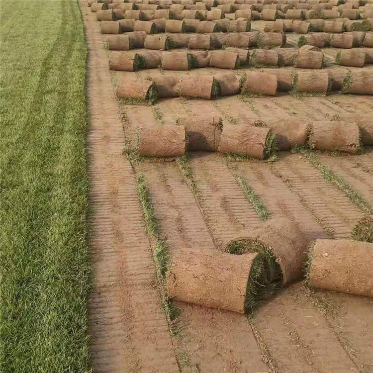 银玲 草坪基地 草坪基地 欢迎选购