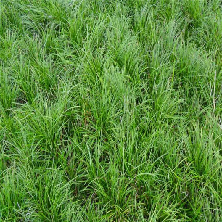 银玲 草坪销售 河南草坪 价格优惠