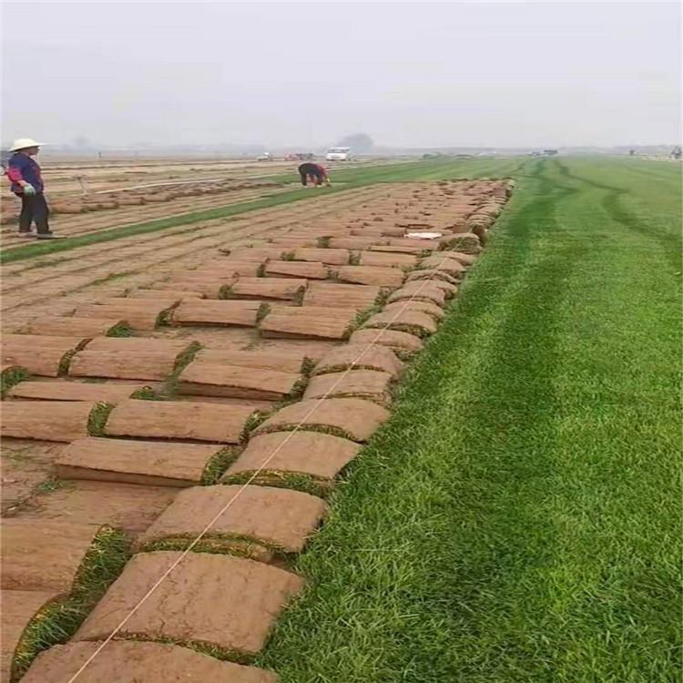 银玲 山东草坪 四季青草坪 长期供应