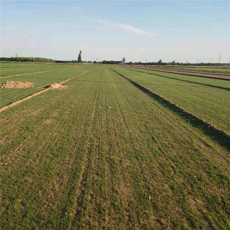 银玲 草坪销售 山东草坪 生产厂家