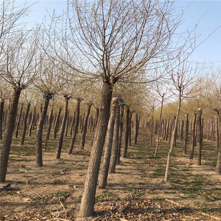 缘林 金叶榆球 行道树金叶榆 厂家现货