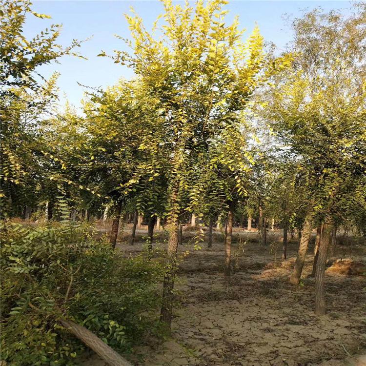 缘林 矮接金叶榆 14公分金叶榆 园林绿化