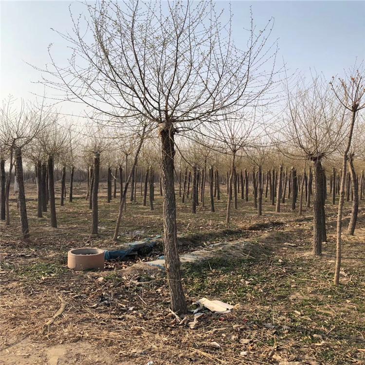 缘林 高接金叶榆 10公分金叶榆 规格齐全