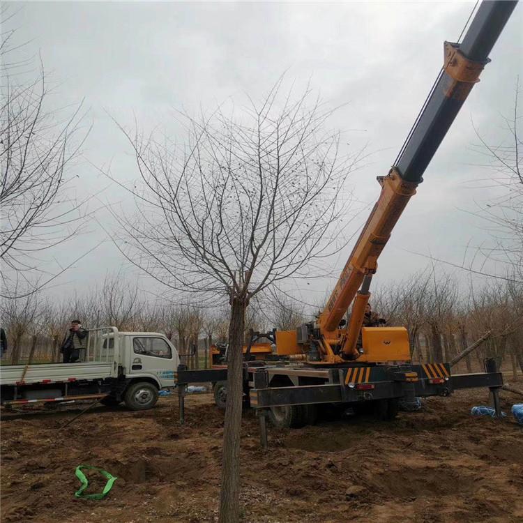 缘林 精品金叶榆 绿化金叶榆 现货批发