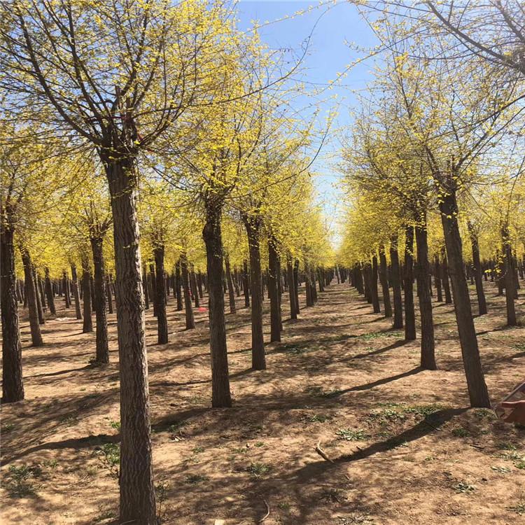 缘林 造型树金叶榆 14公分金叶榆 树形优美