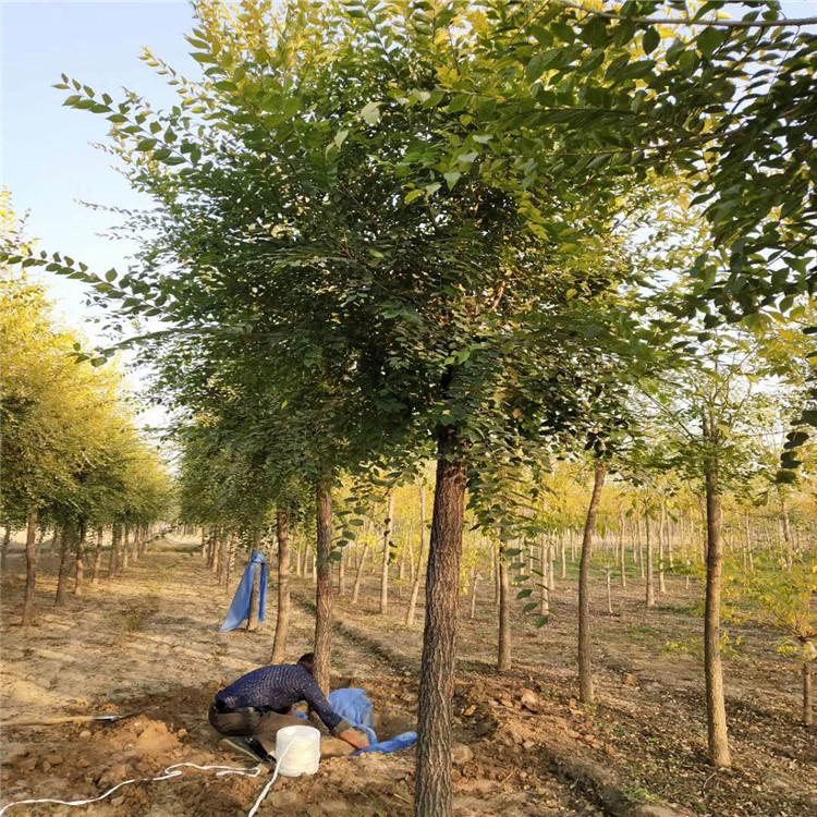 缘林 高接金叶榆 10公分金叶榆 规格齐全