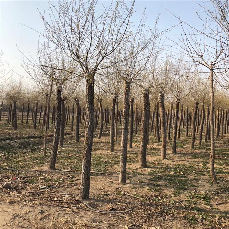 缘林 高接金叶榆 10公分金叶榆 规格齐全